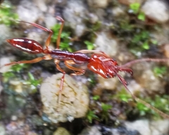 Odontomachus rixosus