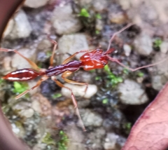 Odontomachus rixosus