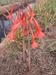 Cyrtanthus contractus