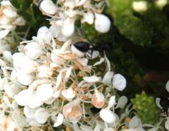 Crematogaster peringueyi