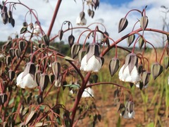 Trichodesma physaloides