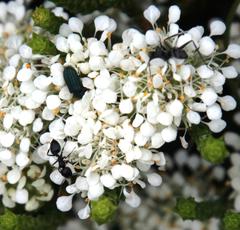 Crematogaster peringueyi