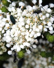 Crematogaster peringueyi