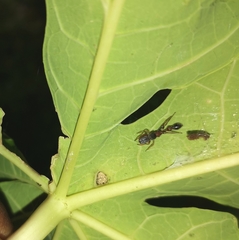 Myrmarachne melanocephala