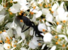 Camponotus angusticeps