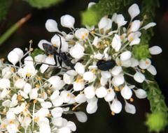Camponotus angusticeps