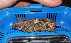 Lobosceliana