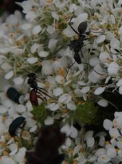 Camponotus angusticeps