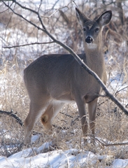 Odocoileus virginianus macrourus
