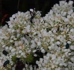 Camponotus angusticeps