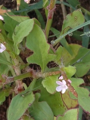 Oxygonum sinuatum