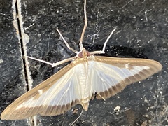 Cydalima perspectalis