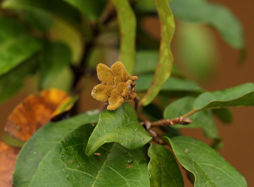 Danta (Nesogordonia kabingaensis)