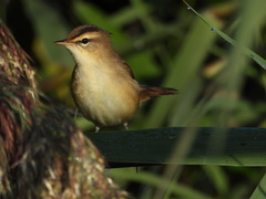 Acrocephalus bistrigiceps