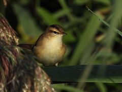 Acrocephalus bistrigiceps