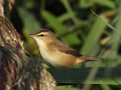 Acrocephalus bistrigiceps