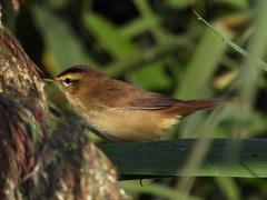 Acrocephalus bistrigiceps