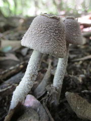 Hymenagaricus