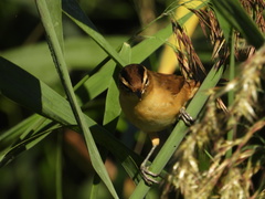 Acrocephalus bistrigiceps