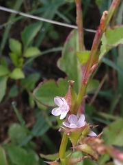 Oxygonum sinuatum
