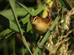 Acrocephalus bistrigiceps