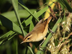 Acrocephalus bistrigiceps
