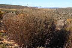 Willdenowia incurvata