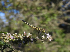 Brachydiplax chalybea