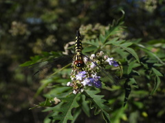 Brachydiplax chalybea
