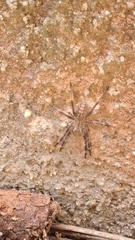 Phoneutria eickstedtae