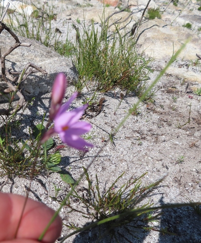 Image of Ixia micrandra by (c) linkie, some rights reserved (CC BY)
