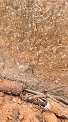 Phoneutria eickstedtae