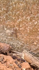 Phoneutria eickstedtae