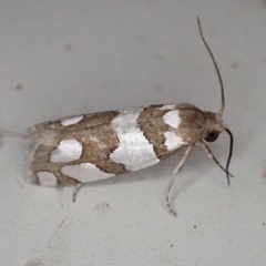 Pelochrista quinquemaculana