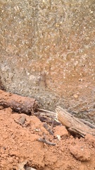 Phoneutria eickstedtae