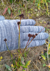 Luzula multiflora sibirica