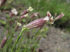 Silene linearifolia