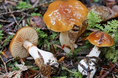 Cortinarius causticus