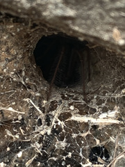 Agelenidae