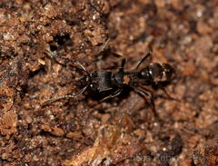 Pachycondyla striata