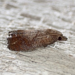Eucosma sombreana