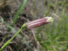 Silene linearifolia