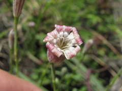 Silene linearifolia