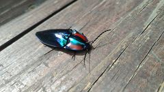 Campsosternus mirabilis