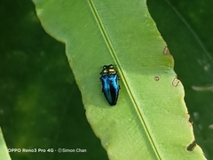 Endelus cupido