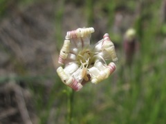 Silene linearifolia