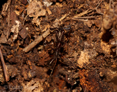 Odontomachus chelifer