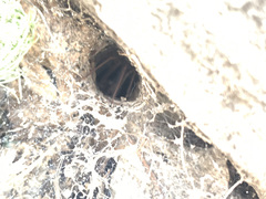 Agelenidae