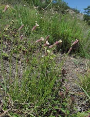 Silene linearifolia