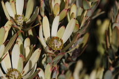 Leucadendron procerum